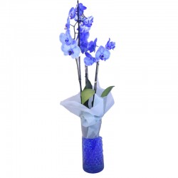 orquídea azul en cristal