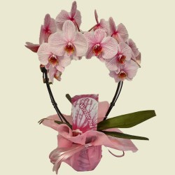 Orquídea Pink Wonder