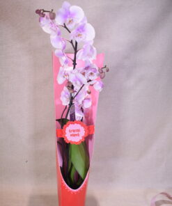 Orquídea para mamá