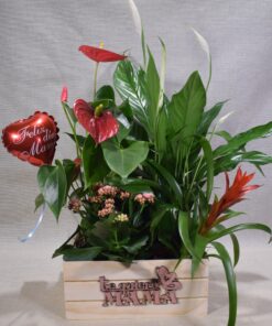 Alternative view of Caja de madera de plantas Te quiero Mama