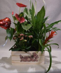 Caja de madera de plantas Te quiero Mama