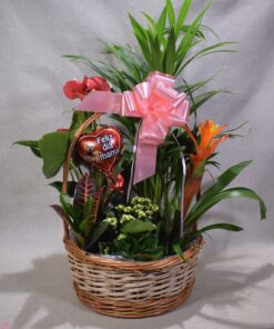 Alternative view of Cesta de plantas GR