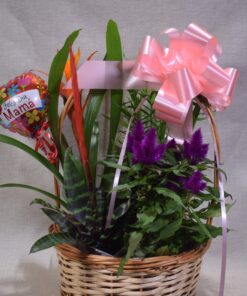 Alternative view of cesta de plantas M