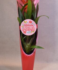 Bromelia en estuche de regalo  especial dia de la madre