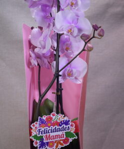 Orquídea para mamá